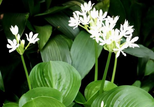 葉色豐富，花朵帶有迷人清香的玉簪花