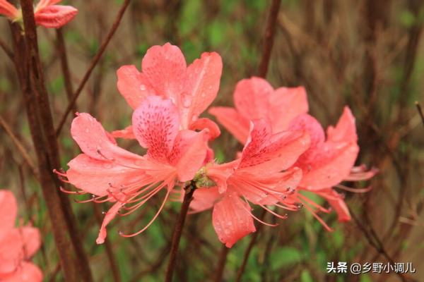 映山紅的養殖方法？牢記5點，養好映山紅不再難