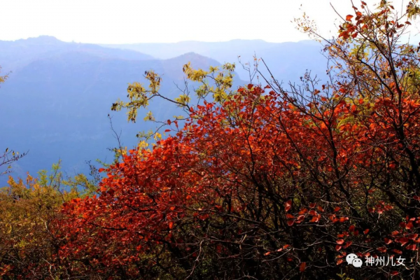太行紅葉別樣紅