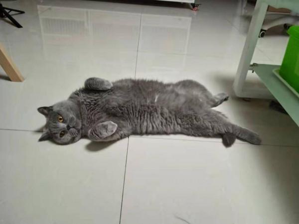 因為一個虐貓影片，我想聊聊我的工作和倒閉的收容所