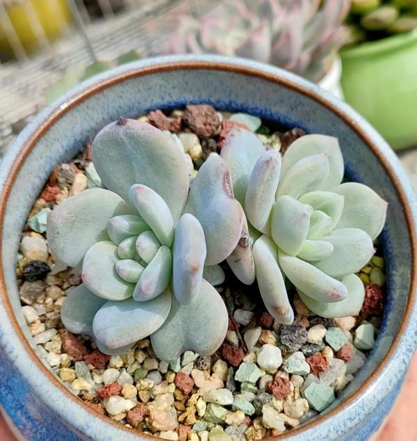 回應昨天很多頭條朋友的問題，整理多肉養護的一點心得提供給大家