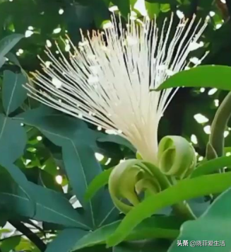 適合客廳養的6種“鎮宅花”，美觀大氣又好養，越養越旺家