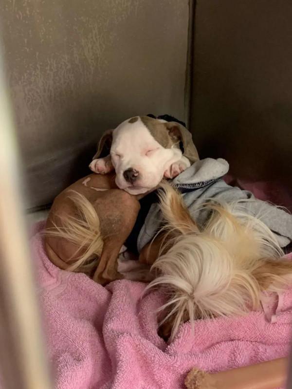 將狗子送去託管班，卻總是收到老師的批評：這哪裡是來上課的？