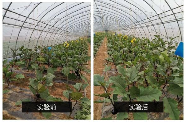 種植戶看過來，土壤改良有辦法，增產增收新希望