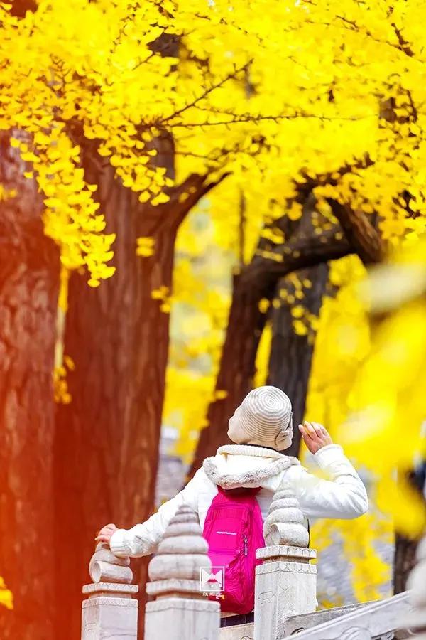 紅螺寺秋日的邀約——千年銀杏進入最佳觀賞期 紅螺寺秋日的邀約——千年銀杏進入最佳觀賞期