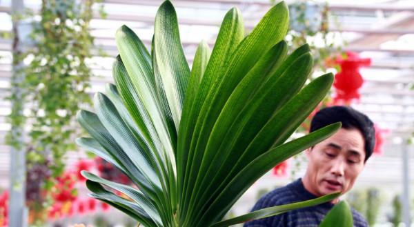 君子蘭有“6忌”，難怪越養越“糟糕”，新手看了可規避