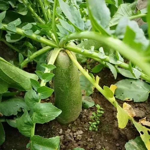 周恩來去世，金日成哭紅雙眼推遲眼疾手術，指示建銅像紀念週總理