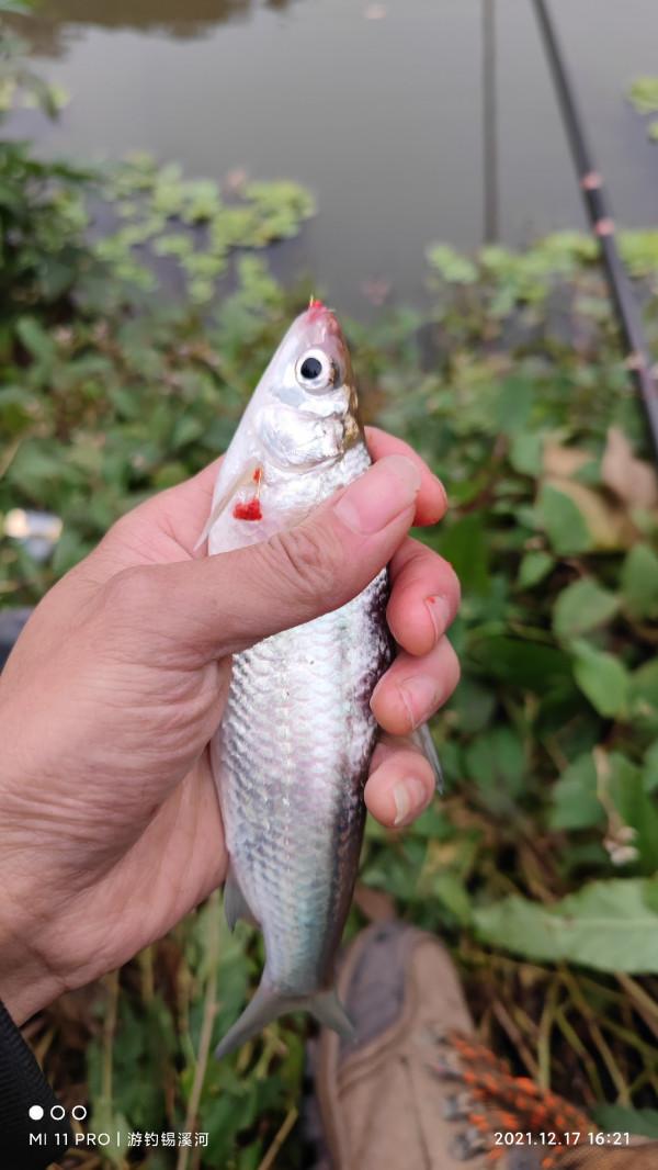 開杆即中目標大板鯽，誰料世事難如願