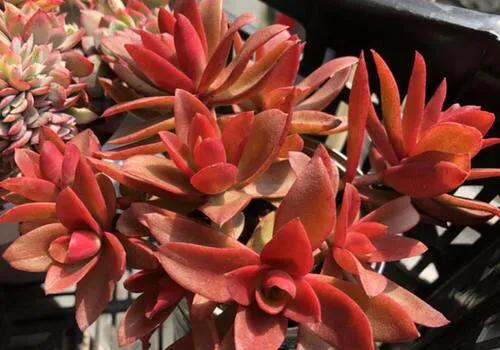 9月以後養多肉火祭,做好4件事,輕鬆爆崽上色,美極了 9月以後養多肉火祭,做好4件事,輕鬆爆崽上色,美極了