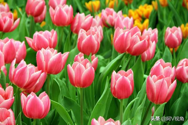 保持室內空氣清新的花，九種家庭必備的“空氣清新劑”，滿屋花香