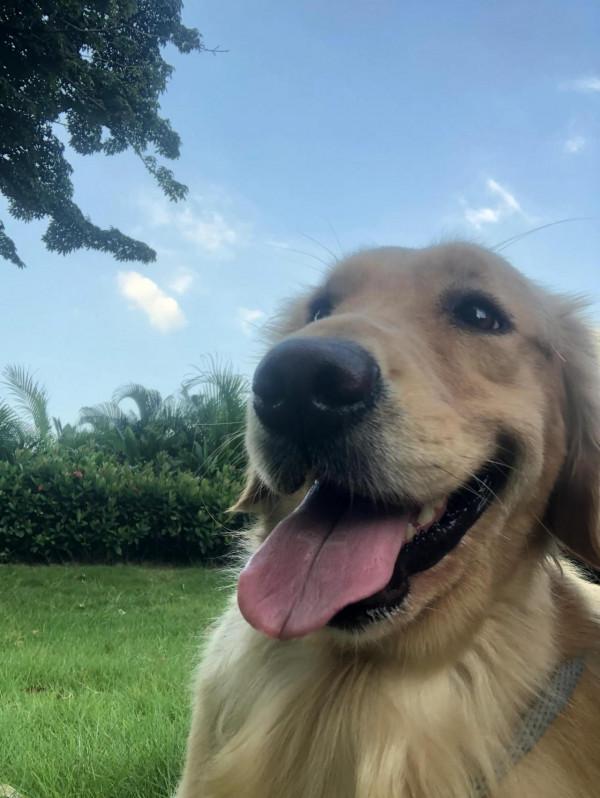 金毛的“人性化”行為,擊中你的小心靈 金毛的“人性化”行為,擊中你的小心靈