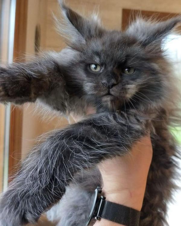 外國妹子養了只猴裡猴氣的緬因喵,這畫風,太大佬了 外國妹子養了只猴裡猴氣的緬因喵,這畫風,太大佬了