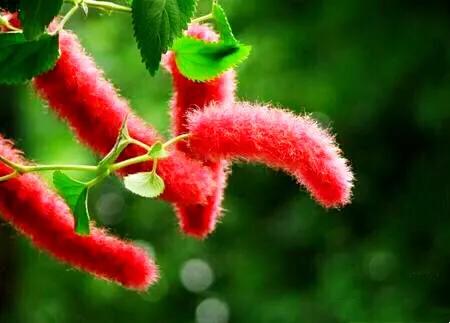 貓尾紅~別稱:歲歲(穗穗)紅,紅紅火火 貓尾紅~別稱:歲歲(穗穗)紅,紅紅火火