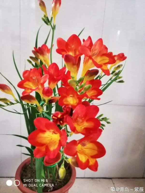 開花超香的香雪蘭，夏天葉子全黃了，挖出滿盆小球，大豐收