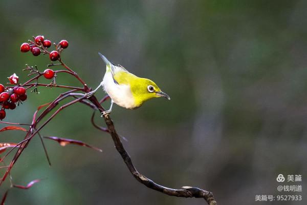 萌萌可愛小精靈——繡眼鳥