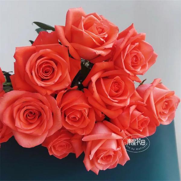 影星玫瑰 · 花堅強