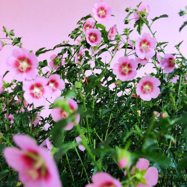 越養花越貧窮?其實養花也能賺錢,完全可以滿足養花的開銷 越養花越貧窮?其實養花也能賺錢,完全可以滿足養花的開銷
