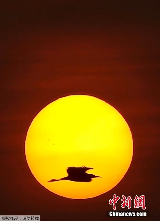 白鷺飛過夕陽留下靈動剪影