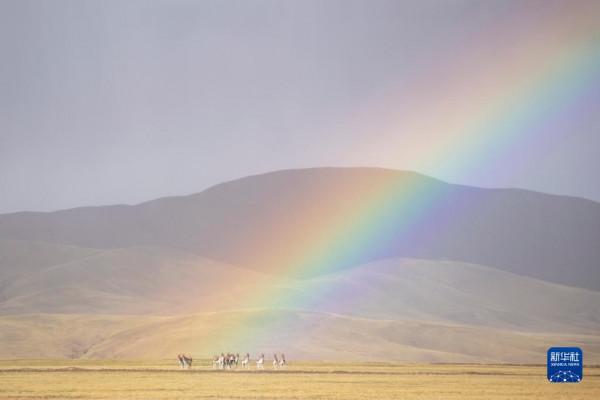 羌塘：野生動物的樂園