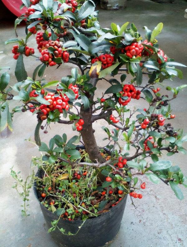 養花不能夠隨便,養花就要養價值高的花,能讓生活更健康美麗 養花不能夠隨便,養花就要養價值高的花,能讓生活更健康美麗