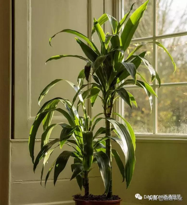 家裡養幾盆這些寓意好，養護容易的盆栽，讓家中招財又進寶