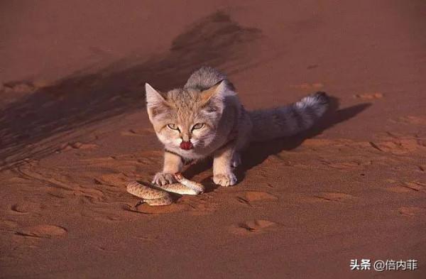 “貓愛吃魚”是真的嗎?貓真的喜歡吃魚? “貓愛吃魚”是真的嗎?貓真的喜歡吃魚?