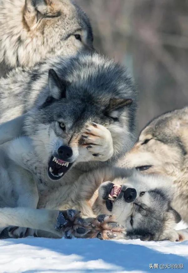 一個朋友的口述：自駕遊無人區車子拋錨，遇到狼群圍攻如何脫險？