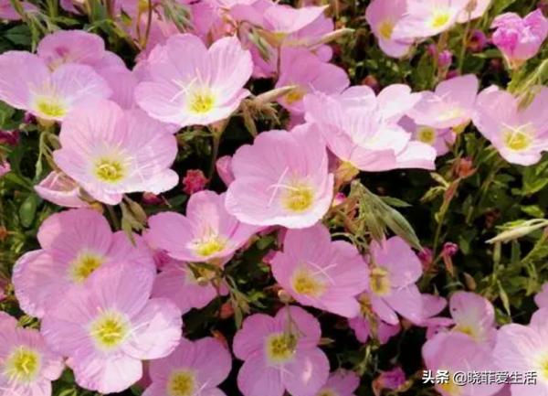 富貴吉祥慶中秋,花好月圓人團圓,5種“中秋花”,快來認識一下 富貴吉祥慶中秋,花好月圓人團圓,5種“中秋花”,快來認識一下