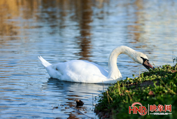北龍湖上的冬日精靈