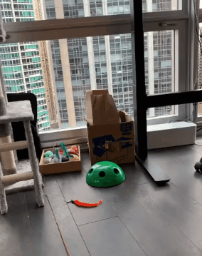 40張奇特而有趣的貓照片，看了讓人心情愉快