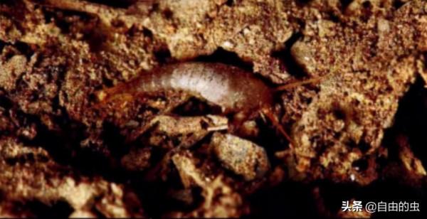 久保田螱形土衣魚