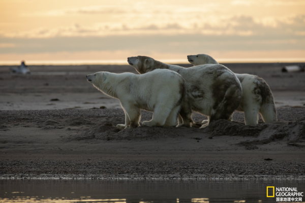 地球上觀賞野生北極熊的最佳地點