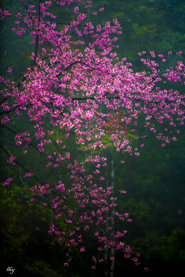 去騰衝櫻花谷，賞“浪漫櫻花”