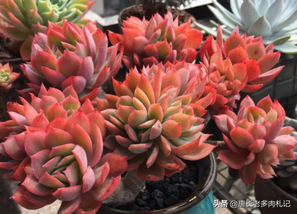 養得越久,多肉的狀態的確會更好,但影響它們上色的因素還有5點 養得越久,多肉的狀態的確會更好,但影響它們上色的因素還有5點