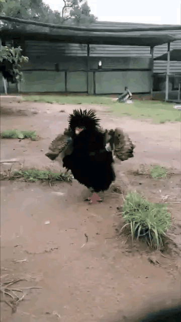 雞群中的戰鬥雞