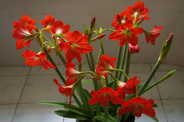 喜歡“小盆”的12種花，幹養多曬，擠著養，枝葉翠綠花大如碗