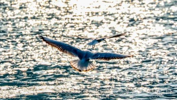 飛越萬水千山 四川多地再次迎來“候鳥旅行團”