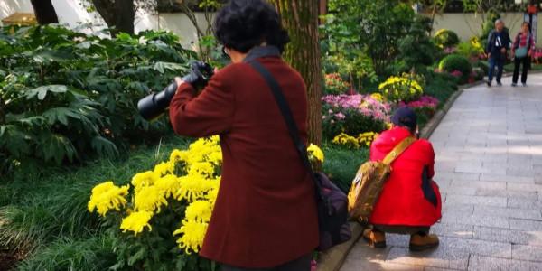 進入最佳觀賞期 進入最佳觀賞期