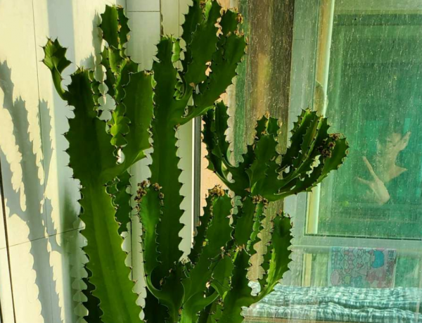 室內盆栽三角霸王鞭,可鎮宅辟邪,卻少有人知,均是被名字騙了 室內盆栽三角霸王鞭,可鎮宅辟邪,卻少有人知,均是被名字騙了