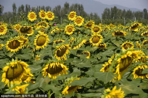 金秋去哪看向日葵花海?這三處強推!有的還能露營~ 金秋去哪看向日葵花海?這三處強推!有的還能露營~