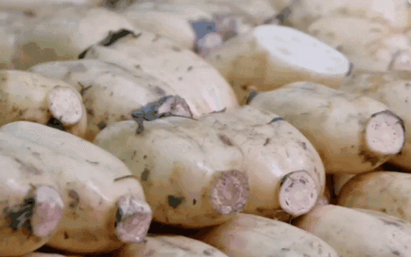 白白胖胖的蓮藕是用藥物漂白的不能吃？