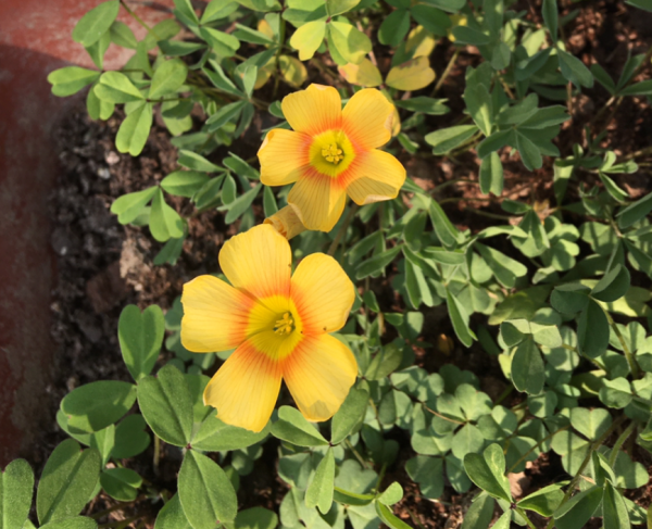 花園裡的“流氓”,都不是善類,沾上土就除不掉 花園裡的“流氓”,都不是善類,沾上土就除不掉