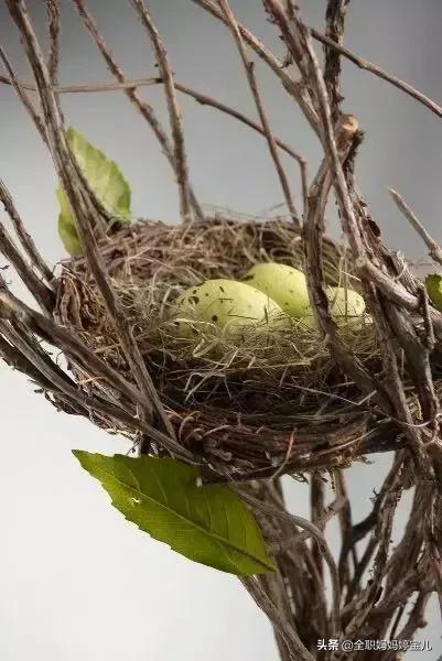 分享——鳥類築巢