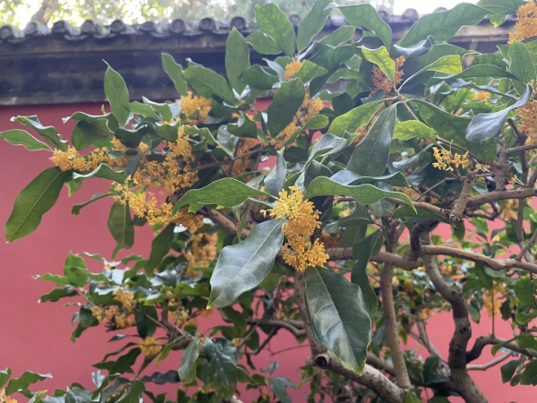 頤和園的桂花，開了！記憶裡都飄香……