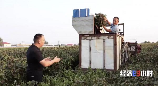 中藥材掀“漲價潮”!價格翻番!返鄉大學生回家“種藥”,年入超40萬元 中藥材掀“漲價潮”!價格翻番!返鄉大學生回家“種藥”,年入超40萬元