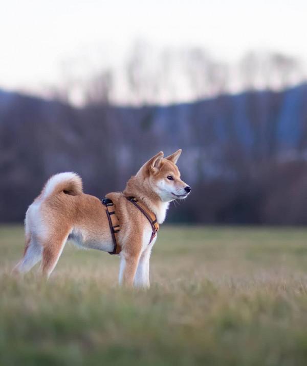 為什麼養柴犬的人很少 原來是這麼一回事
