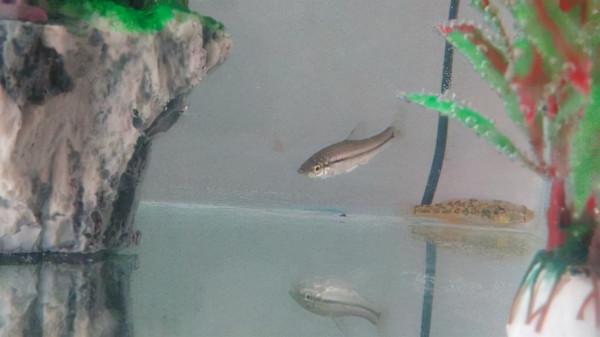 秋季野釣雜魚鬧窩，最全面的應對技巧，白條、麥穗、鰟鮍不在話下