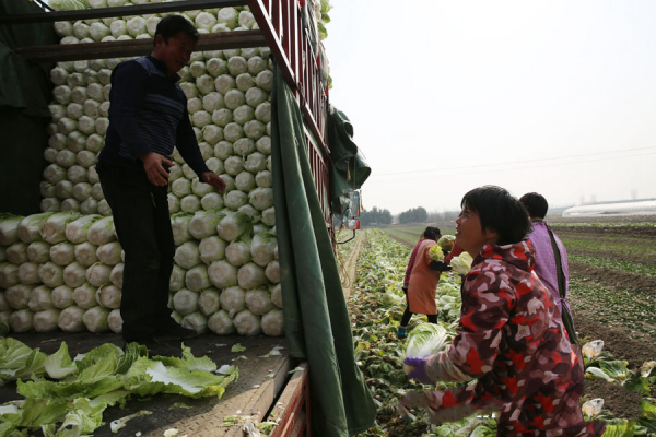 陝西西安這個村種白菜 大媽樂呵呵:今年掙到錢了 陝西西安這個村種白菜 大媽樂呵呵:今年掙到錢了