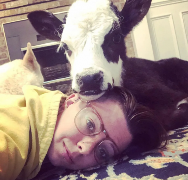 將小牛和6條狗養在一起，一年後主人滿臉問號：畫風咋跑偏了呀