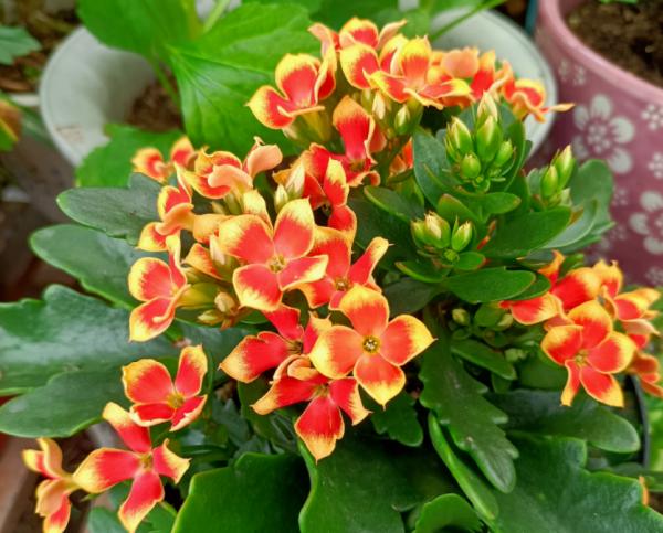 秋分前後,家裡有這4種盆栽,抓緊時間“餵飽”開花真早 秋分前後,家裡有這4種盆栽,抓緊時間“餵飽”開花真早